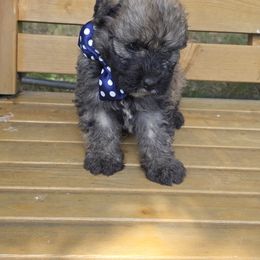 Boy 2 - male Bouvier des Flandres puppy in Marionville, Missouri from Sandbox Puppies