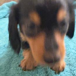 Boy 2 - Black and tan male Dachshund puppy in Mount Pleasant, Texas from Swaffords Dachshund Kingdom