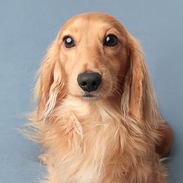Dachshunds from Ryans Nursery