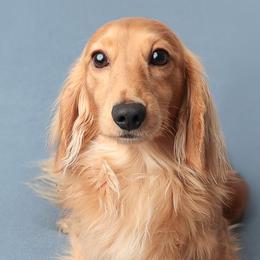 Dachshunds from Ryans Nursery