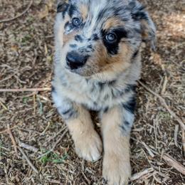 Australian Shepherd Puppies from Southern Boy Blues Aussies