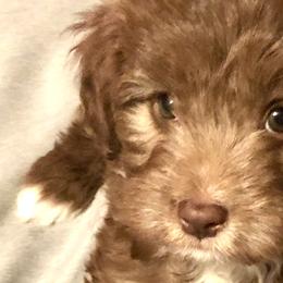 Aussiedoodles from CC's Cuddly Doodles LLC
