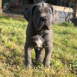 Smoke - Gray male Cane Corso puppy in Conroe, Texas from Miracle City