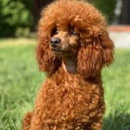 Teddy - Poodle