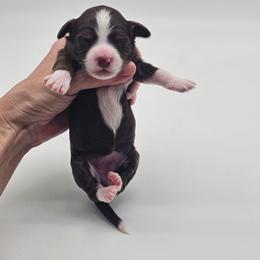 Girl 4 - Tri-color female Bernedoodle puppy in Salem, Missouri from Meadowbrook Poodles