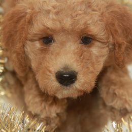 Australian Shepherd, Goldendoodle, and Poodle Puppies from 5AFarms