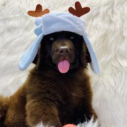 Newfoundland Puppies from Dyer Lake Newfoundland’s