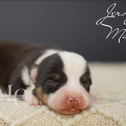 Jersey (Tri Male w Tail) - Black and tan male American Corgi puppy in Straughn, Alabama from Magnolia Creek Corgis