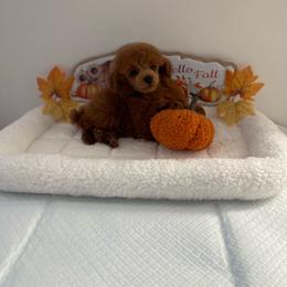 Pancake - Red  male Poodle puppy in Bakersfield, California from Pups and Paws Toy Poodles
