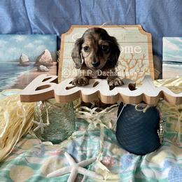 Dachshund Puppies from M.H.P Dachshunds