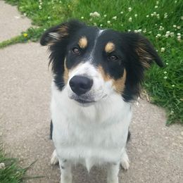 Dixie - Border Collie