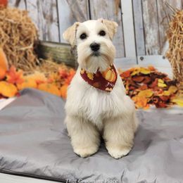 Miniature Schnauzer All Grown Up from Green Mountain Schnauzers
