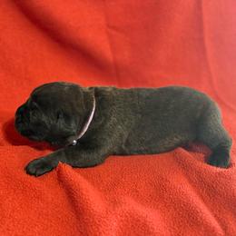 Lilac - Black brindle female Cane Corso puppy in Paris, Texas from Knucklehead Cane Corso