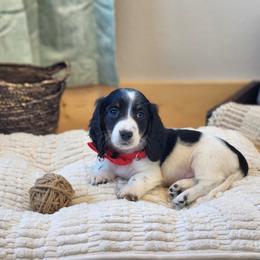 AKC Meet Chandler :) - Piebald male Dachshund puppy in Centerville, Iowa from Barnyard Dachshunds, Dals & Doodles