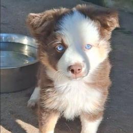 Libby - Red tri female Miniature Australian Shepherd puppy in Copperas Cove, Texas from Aussies Acre