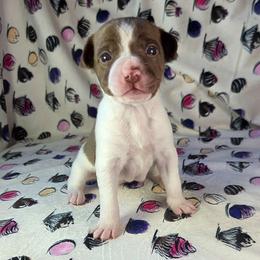 Hazelnut - White, chocolate and tan female Rat Terrier puppy in Rio Vista, California from CaliRats Rat Terriers