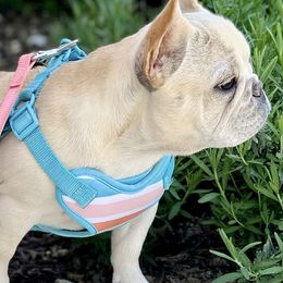 French Bulldogs and Labrador Retrievers from Summer Rose
