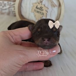 Ashton - Chocolate and tan male Yorkshire Terrier puppy in Greenwood County, South Carolina from TCB Yorkies