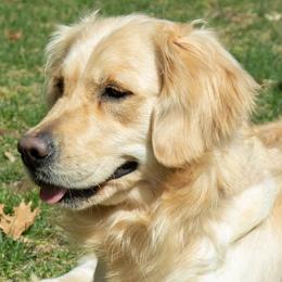 Lilly - Golden Retriever