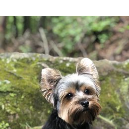 Cricket - Yorkshire Terrier