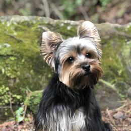 Cricket - Yorkshire Terrier