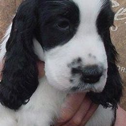 English Cocker Spaniels from Parvane