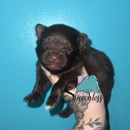 Flynn- 3800.00 dollars - Chocolate and tan male Pomeranian puppy in Perry County, Ohio from Speechless Pom’s