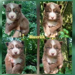 Boy 4 - Brown and white male Siberian Husky puppy in West Liberty, Ohio from Skyfallsiberians