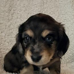 Black and cream dapple male - Black and cream male Dachshund puppy in Pacific, Washington from Han&Jan Doxie’s