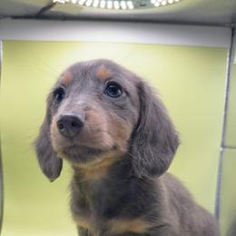 Orín - Gray (blue) and tan male Dachshund puppy in Barstow, California from Kindle & Burrow Dachshunds