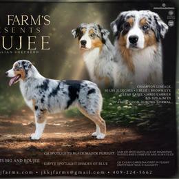 Boujee - Australian Shepherd