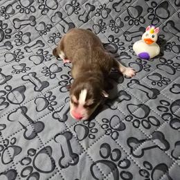 Girl 2 - Red and white female Siberian Husky puppy in Kansas City, Missouri from Anuun's Huskies