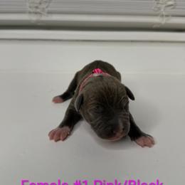 Pink and Black Collar Female - Blue female American Pit Bull Terrier puppy in Pensacola, Florida from Alpha Alliance Kennels