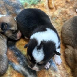 JO AKC - Black and tan female Pembroke Welsh Corgi puppy in Hinton, Oklahoma from Green Cloud Ranch