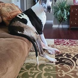 Great Dane Puppies from Dynamic Danes