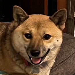 Mila Mameshiba - Shiba Inu