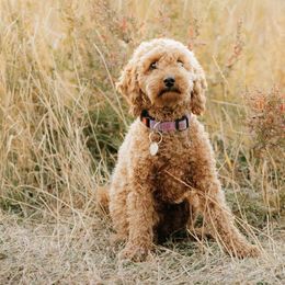 Labradoodles from News Mini Doodles