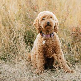 Labradoodles from News Mini Doodles
