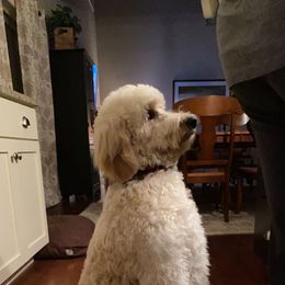 Goldendoodle All Grown Up from Doodleicious GoldenDoodles