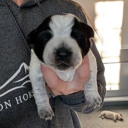 Barkley (Black Collar) - Blue male Australian Cattle Dog puppy in Ammon, Idaho from Piney River Cattle Dogs