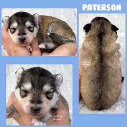 Paterson - Silver and white male Pomsky puppy in Sheffield, Iowa from Clover Ridge Pomskies