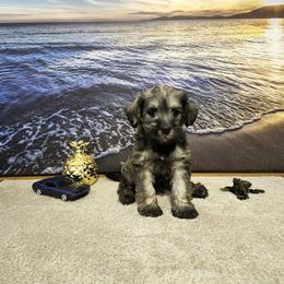 River - White female Schnoodle puppy in Tucson, Arizona from Smart Schnauzers & Schnoodles