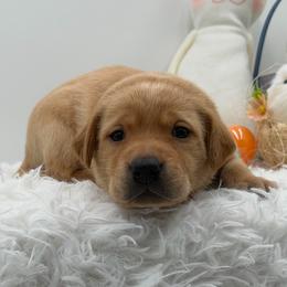 Black - Yellow male Labrador Retriever puppy in Heath Springs, South Carolina from Rich Hill Retrievers