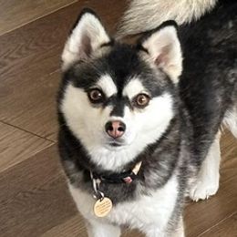 Pomskies from High Sierra Pomsky