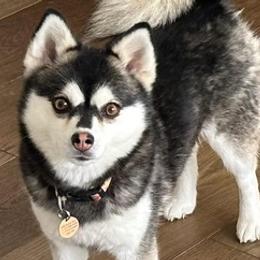 Pomskies from High Sierra Pomsky