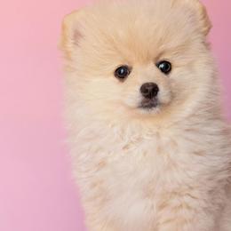 Eva - Cream female Pomeranian puppy in Los Angeles, California from Pommies of LA