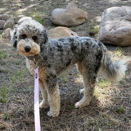 Topaz - Blue merle female Bernedoodle puppy in Monument, Colorado from Colorado Dreamin Doodles