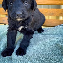 Bernedoodle and Siberian Husky Puppies from Timberline Paws