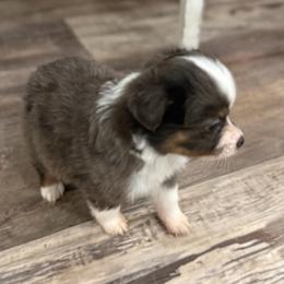 Dottie - Blue merle female Toy Australian Shepherd puppy in Ambrose, Georgia from Brandilyn's Aussies