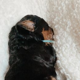 Bernedoodle Puppies from Waverly Farm Bernedoodles